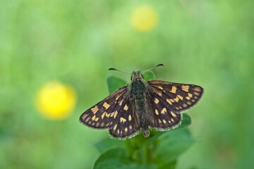 Chequered skipper or arctic skipper (Carterocephalus palaemon), a species of woodland butterfly,...