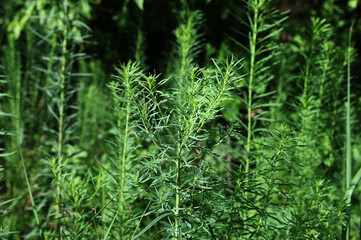 Linaria vulgaris or common toadflax.