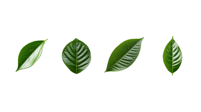 set of green cocoa leaf isolated on white