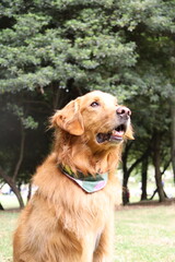 perros , perro , paseo familia 