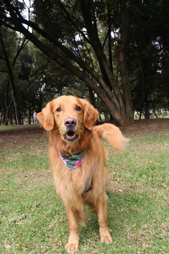 perros , perro , paseo familia 
