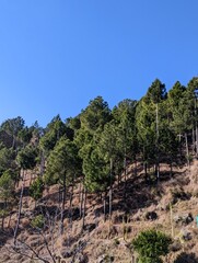 pine trees on hillside under blue sky