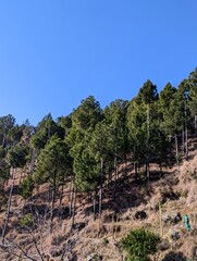hillside with tall pine trees 