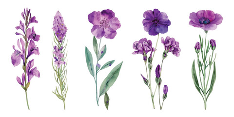 Set watercolor purple flower botanical floral design resources elements isolated on transparent background