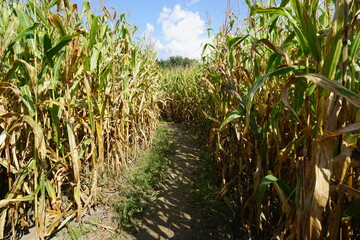 corn maze
