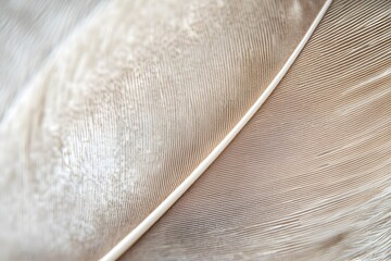 Soft and Delicate Feather Details in Macro Photography