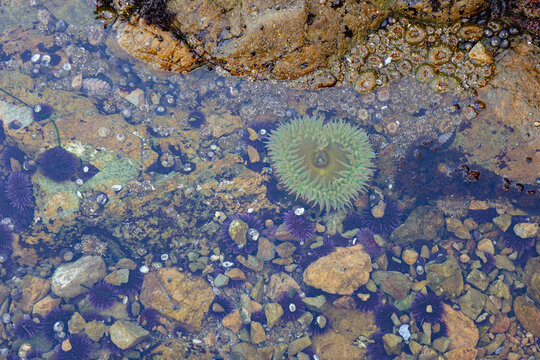 Look down at tide pool with lots of creatures 