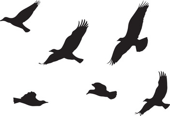 Birds vector.