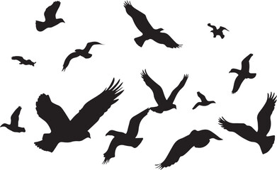 Birds vector.