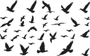 Birds vector.