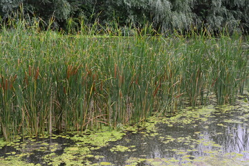a pond with water lilies and reeds in it  