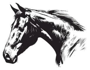 PNG Horse drawing animal mammal.