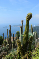 cacti in the village of &Egrave;ze, in the Provence-Alpes-C&ocirc;te d'Azur ,france