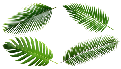 Set of tropical green palm leaves, cut out