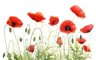 Fototapeta premium PNG Red poppies flower poppy plant.
