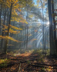Fototapeta premium Autumn foggy forest with light rays
