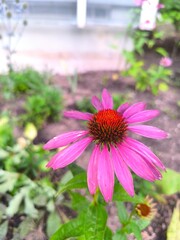 pink flower in a garden