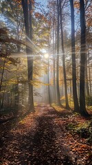 Fototapeta premium Fall foggy forest with light rays
