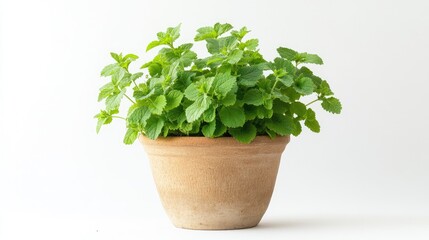 Fototapeta premium Lemon Balm plant in a pot viewed from the front set against a white background