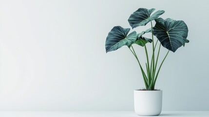 Tropical Colocasia Esculenta Aloha plant featuring deep green to nearly black leaves in a flower pot against a plain white background