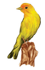 yellow BIRD