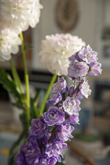 Beautiful lush delphinium of purple color