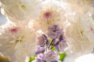 Bouquet with beautiful white dahlias in a vase indoors