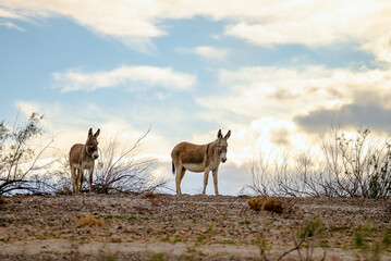 Fototapeta premium Donkeys and the lake.