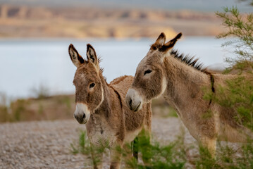 donkey in the field