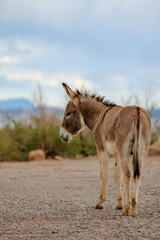 Donkeys and the lake.