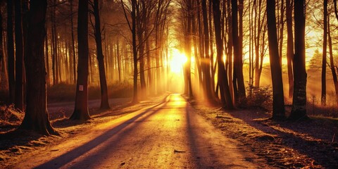 Obraz premium Golden sunlight streaming through a forest path.