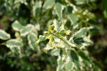 Bluebeard White Surprise leaves