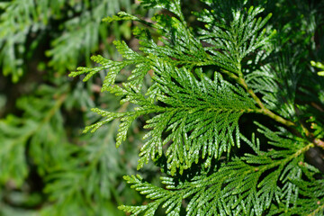 Western Red Cedar branch
