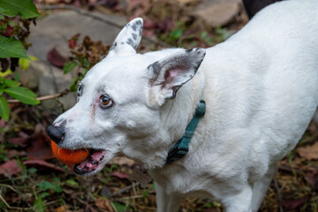 Obraz premium Dogs