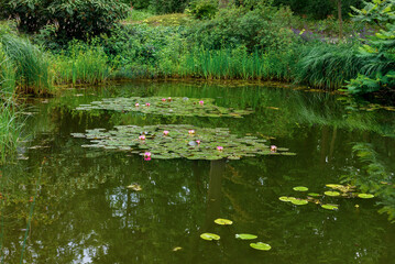 Decorative pond with water lilies