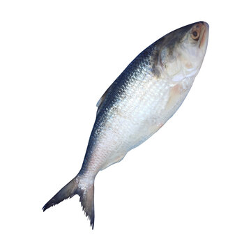 Tenualosa ilisha Fish Stock Photo