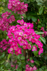 Rose Maria Lisa. Exquisite varieties of roses in the rose garden