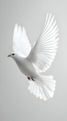 Fototapeta premium A White Dove Soars Gracefully Through a Clear Sky
