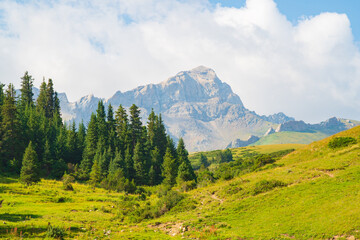 Obraz premium Coniferous forest and mountains green grassy meadows