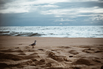 M&ouml;we am Strand. Bew&ouml;lkter Himmel. 
