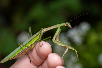 Tenodera sinensis Chinese Mantis