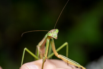 Tenodera sinensis Chinese Mantis