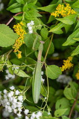 Tenodera sinensis Chinese Mantis