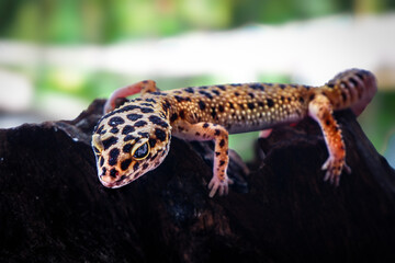 a reptile type leopard gecko, a pet nocturnal gecko type leopard gecko	