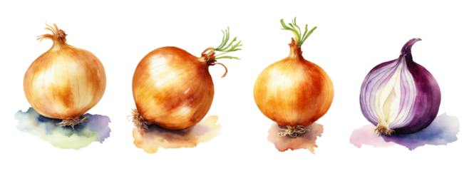 Set of watercolor illustrations of onion isolated on a transparent background. Botanical images of vegetables for design, card, poster, textile, menu, book, sticker, packing, print, label.