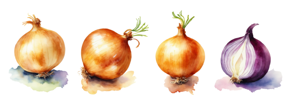 Set of watercolor illustrations of onion isolated on a transparent background. Botanical images of vegetables for design, card, poster, textile, menu, book, sticker, packing, print, label.