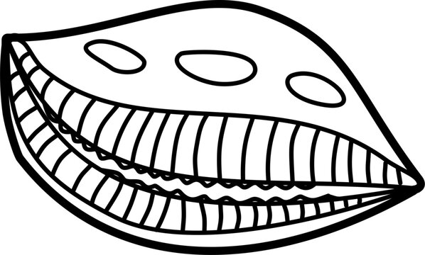 recommend clip art: Cowrie shell outline doodle illustration vector