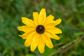 Heliantheae