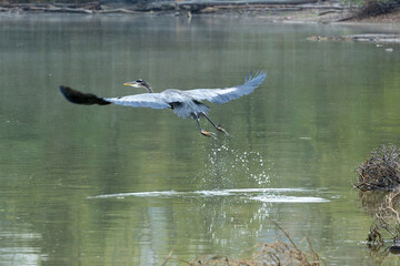 Ardea herodias Great Blue Heron