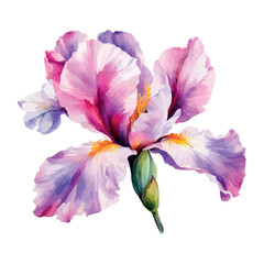 Naklejka premium Summer garden iris flowers, watercolor vector illustration.